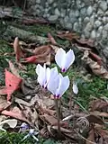 Cyclamen cilicium f. album