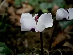 met witte bloemen (C. coum f. pallidum)