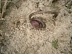 op de grond rijpende vrucht