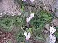 Cyclamen graecum op Spetses
