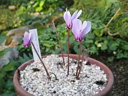 Cyclamen confusum