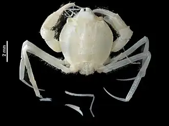 Cyclodorippe angulata