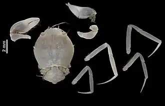 Cyclodorippe antennaria