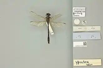 Cyclogomphus ypsilon