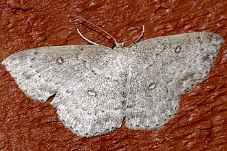 Cyclophora pendulinaria