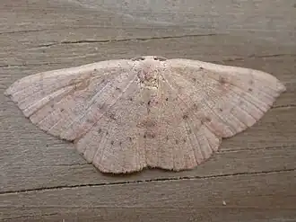 Oranjerode oogspanner