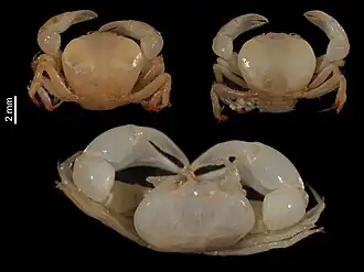 Cycloplax pinnotheroides