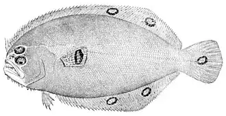 Cyclopsetta fimbriata
