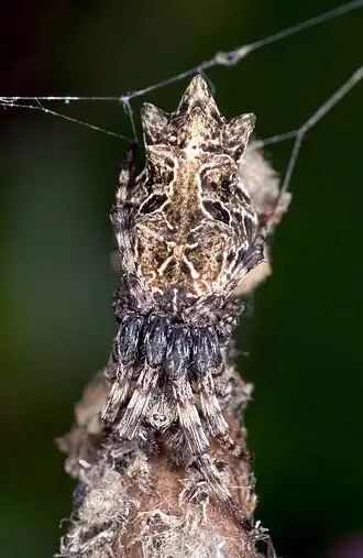 Cyclosa octotuberculata