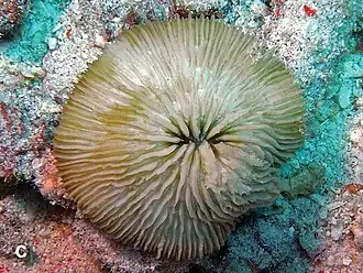 Cycloseris costulata