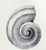 Cyclostrema quadricarinatum