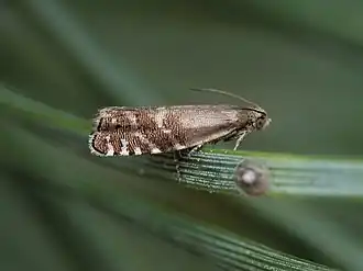 Breedlijnige kegelbladroller