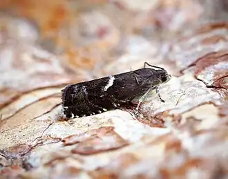 Doffe sparspiegelmot