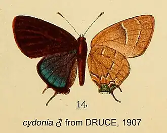 Janthecla cydonia