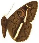 Cyligramma magus