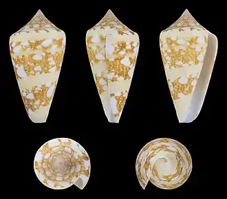 Conus ammiralis