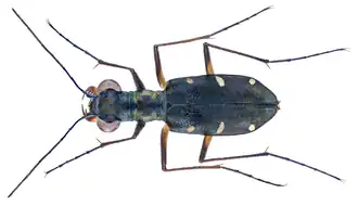 Cylindera decolorata