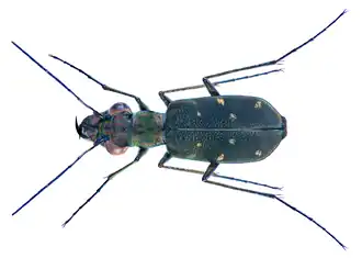 Cylindera fallaciosa