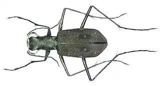 Cylindera discreta
