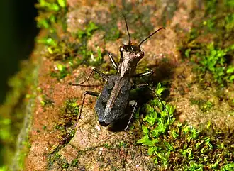 Cylindera dromicoides
