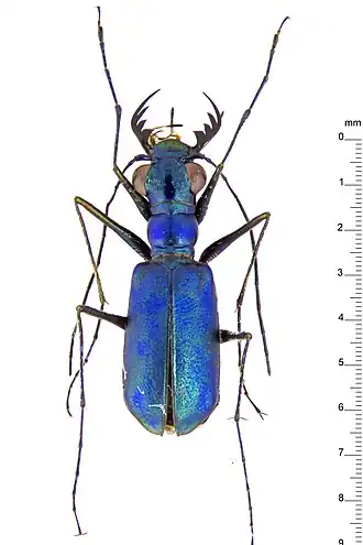 Cylindera macrodonta