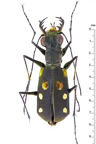 Cylindera plasoni