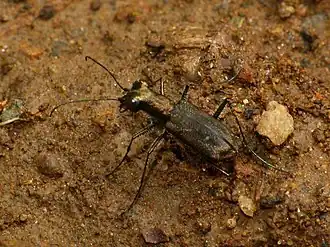 Cylindera umbropolita