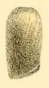 Cylindrobulla beauii