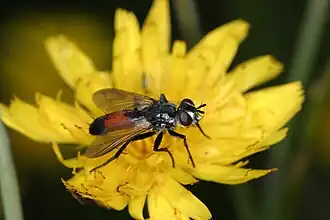 Cylindromyia brassicaria