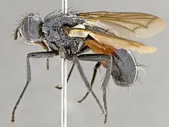 Cylindromyia euchenor