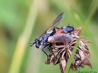 Cylindromyia intermedia