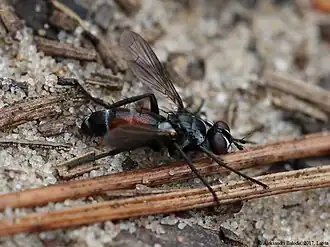 Cylindromyia pusilla