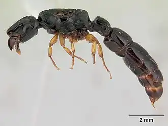 Cylindromyrmex boliviae