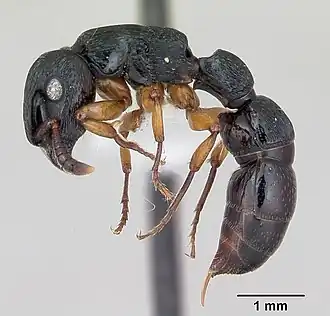 Cylindromyrmex brasiliensis