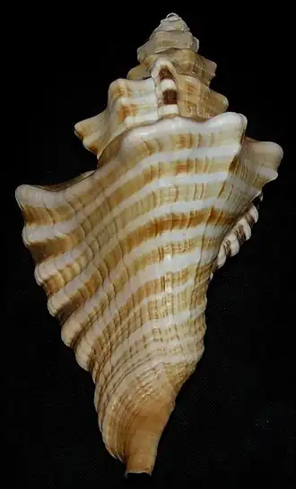 Cymatium ranzanii