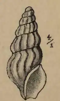 Cymatosyrinx carpenteri