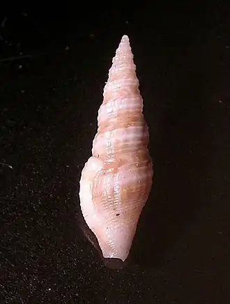 Cymatosyrinx parciplicata