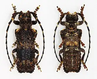 Cymatura albomaculata