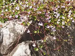 Muurleeuwenbek met uitlopers