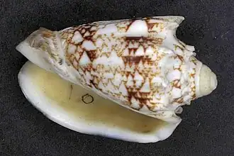 Cymbiola chrysostoma