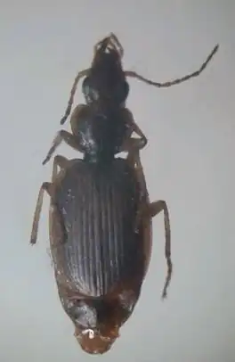 Cymindis alutacea