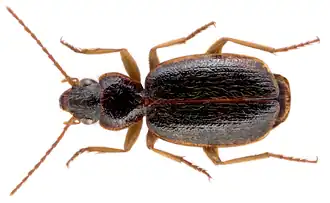 Cymindis cincta