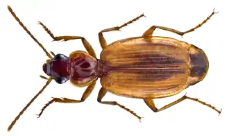 Cymindis moralesi