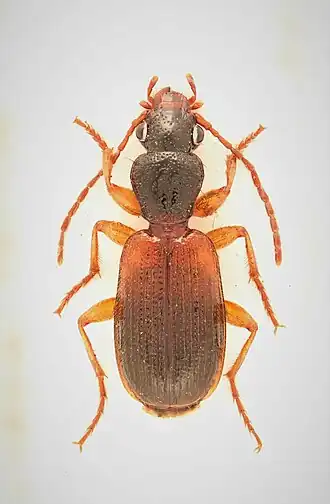 Cymindis neglecta