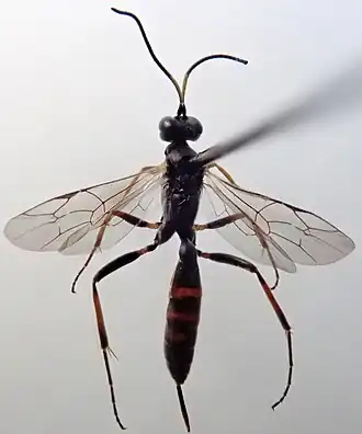 Cymodusa declinator