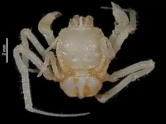 Cymonomus magnirostris