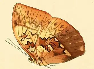 Cymothoe hyarbita
