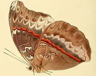 Cymothoe hypatha