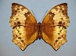 Cymothoe orphnina
