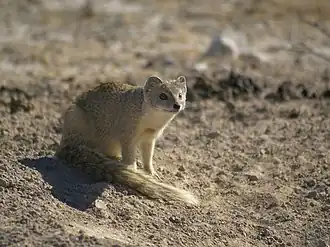 Vosmangoest (Cynictis penicillata)